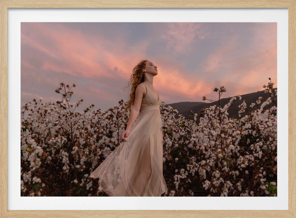 Sunset in the cotton field | Poster