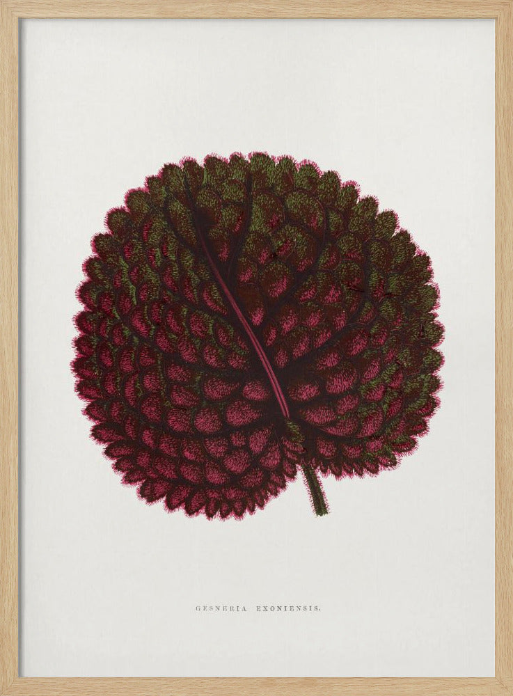 Pink Gesneria Exoniensis Leaf Illustration | Poster
