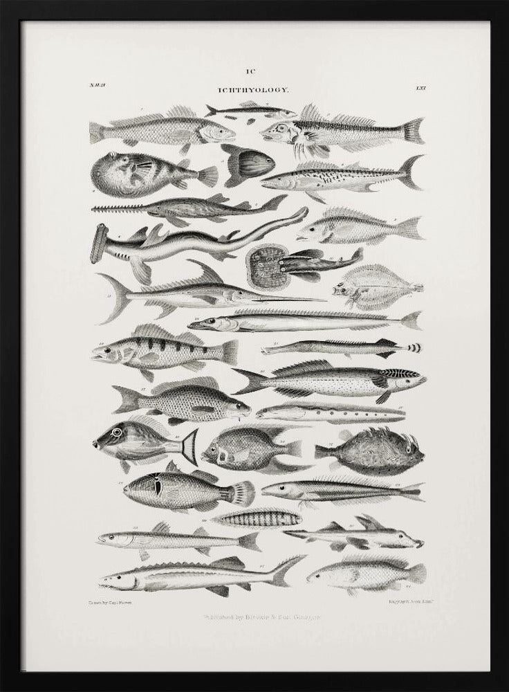 Sealife I | Poster