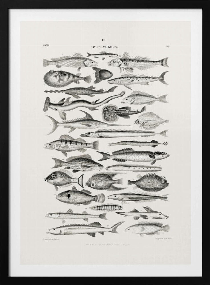 Sealife I | Poster