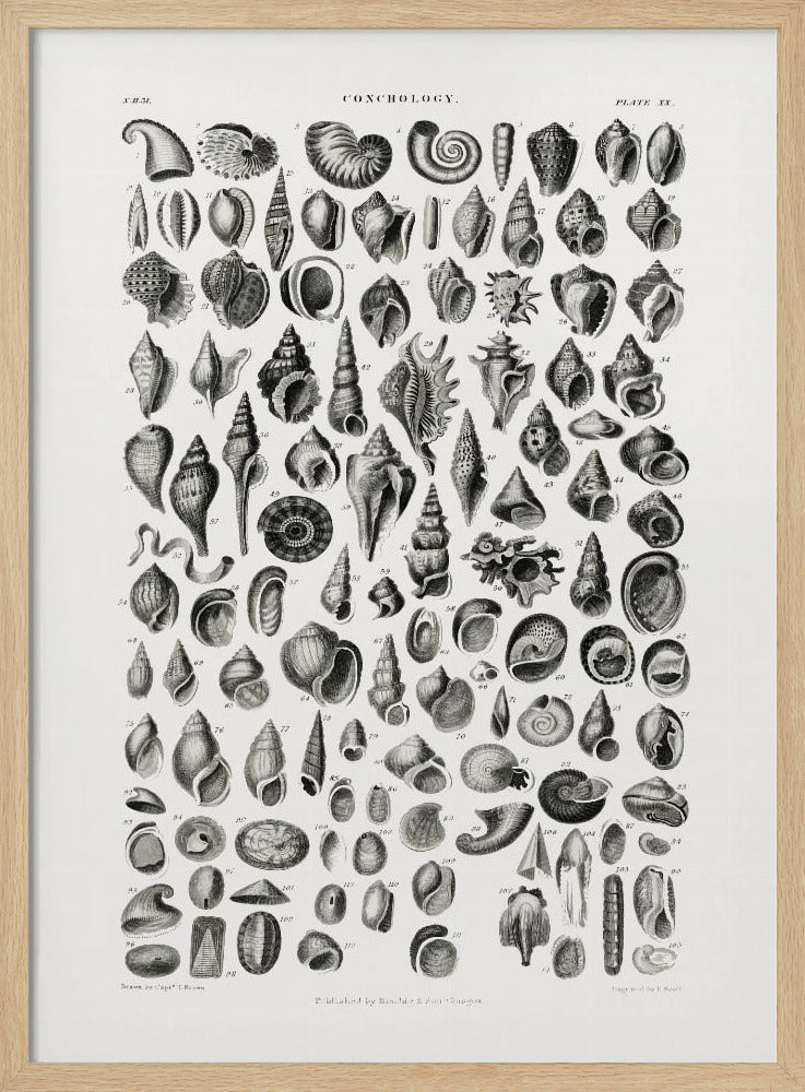 Sealife III | Poster