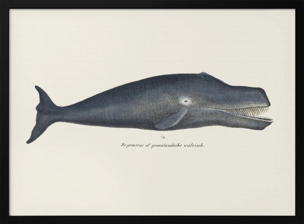 Whale I Antique Handcolored Sealife Lithograph 1824 | Poster
