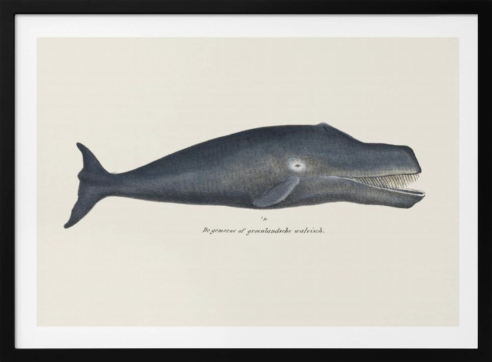 Whale I Antique Handcolored Sealife Lithograph 1824 | Poster