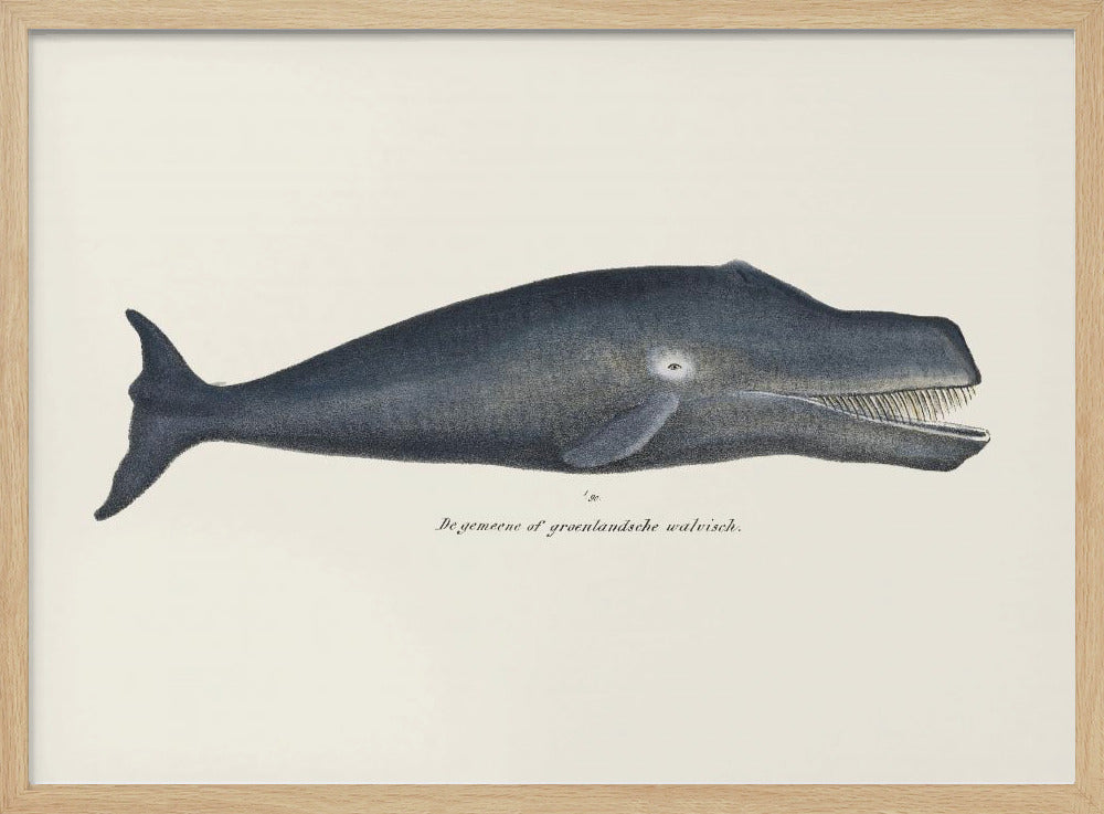 Whale I Antique Handcolored Sealife Lithograph 1824 | Poster