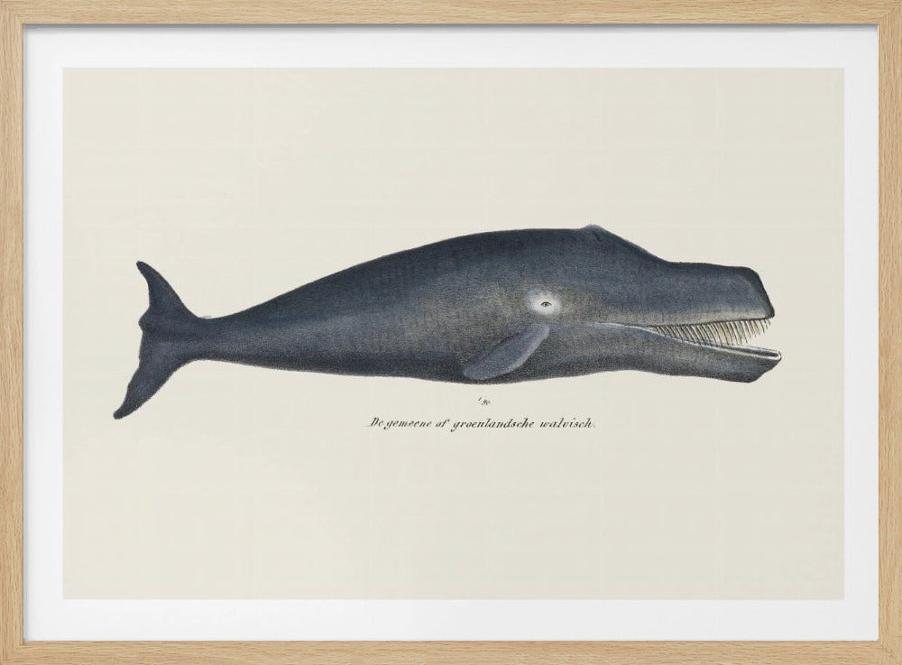 Whale I Antique Handcolored Sealife Lithograph 1824 | Poster