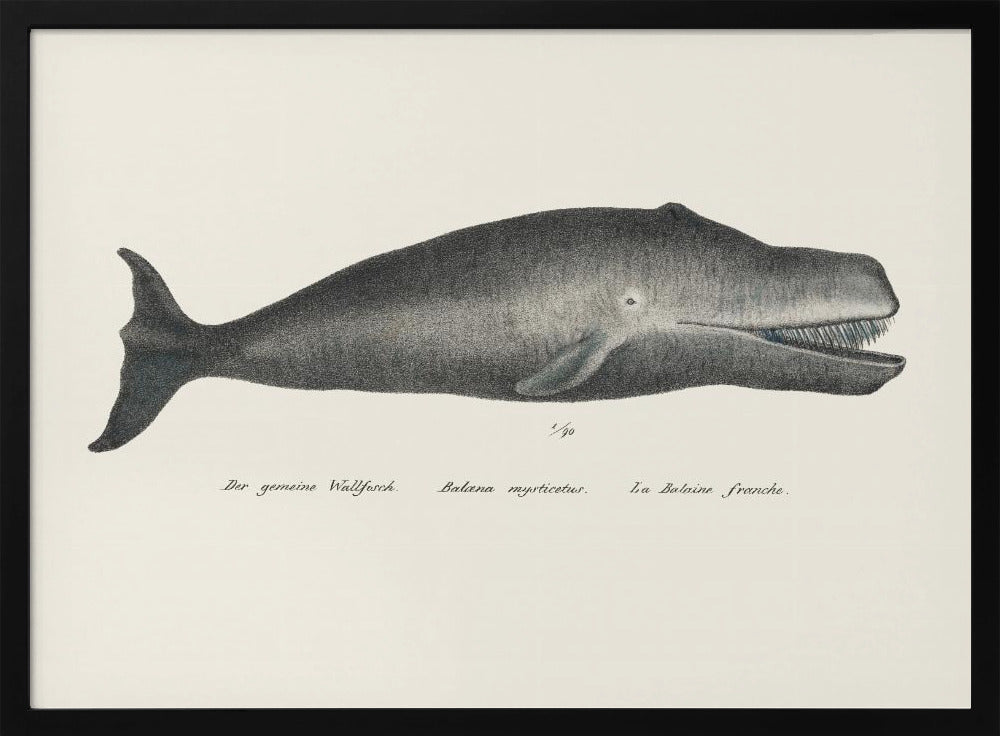 Whale Ii Antique Handcolored Sealife Lithograph 1824 | Poster