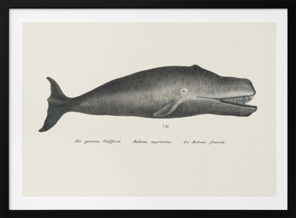 Whale Ii Antique Handcolored Sealife Lithograph 1824 | Poster