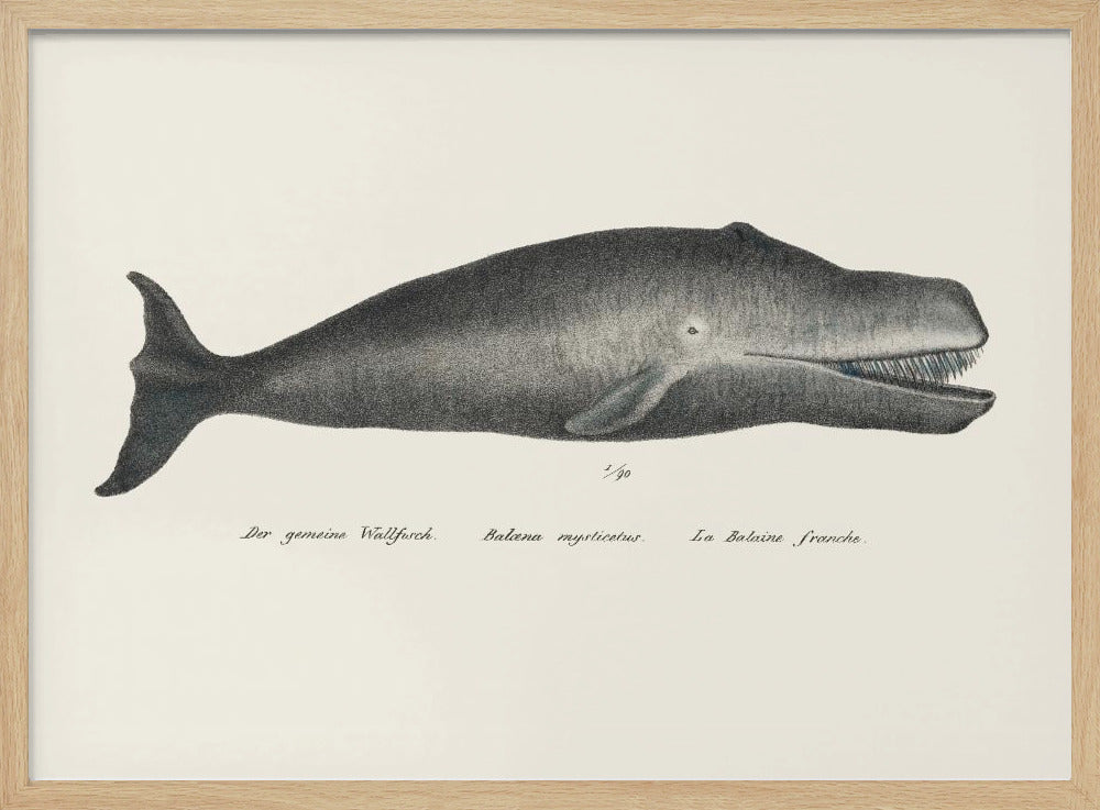 Whale Ii Antique Handcolored Sealife Lithograph 1824 | Poster