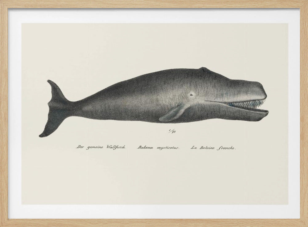Whale Ii Antique Handcolored Sealife Lithograph 1824 | Poster