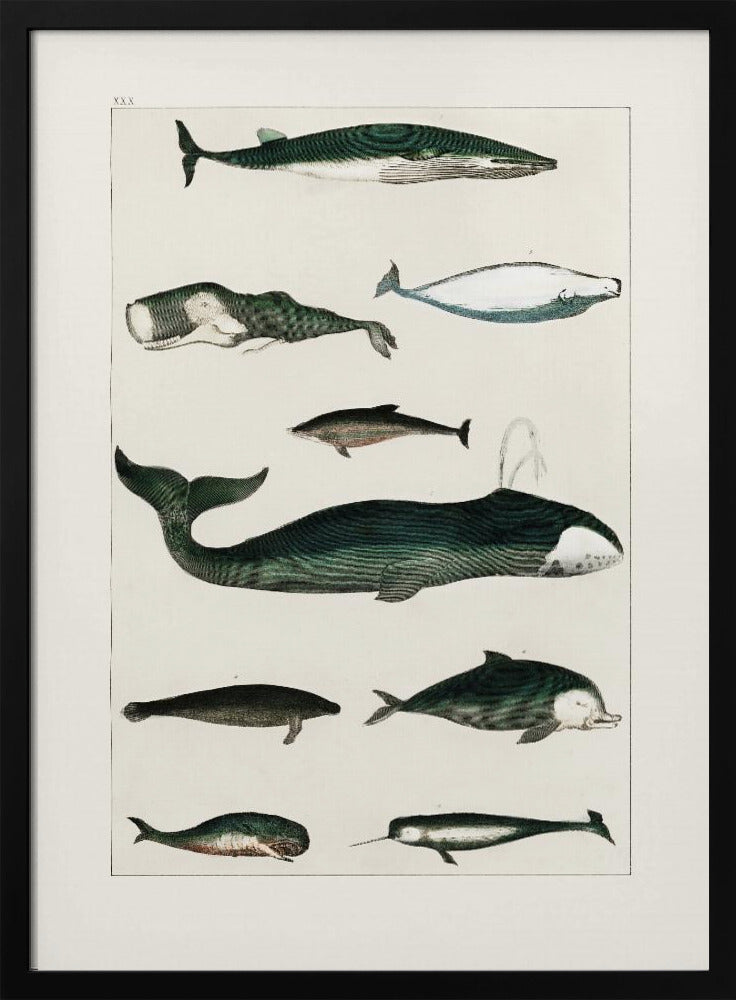 Vintage Whale Poster | Poster