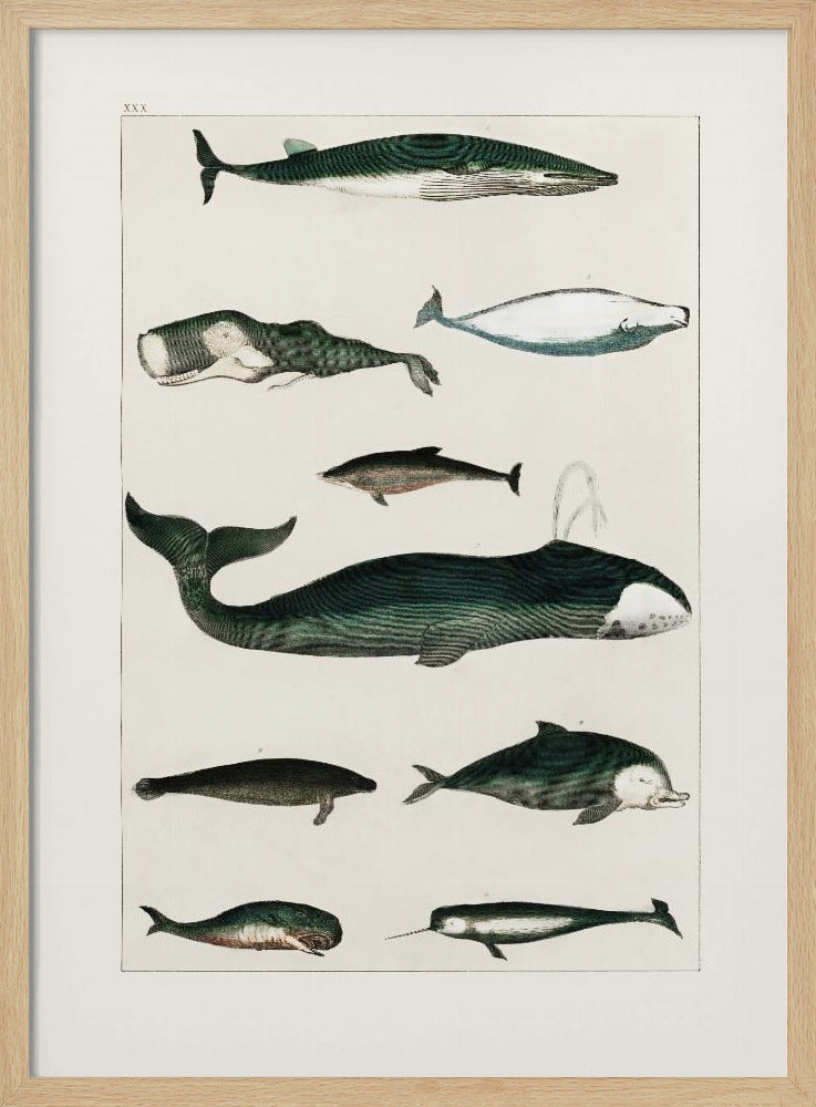 Vintage Whale Poster | Poster