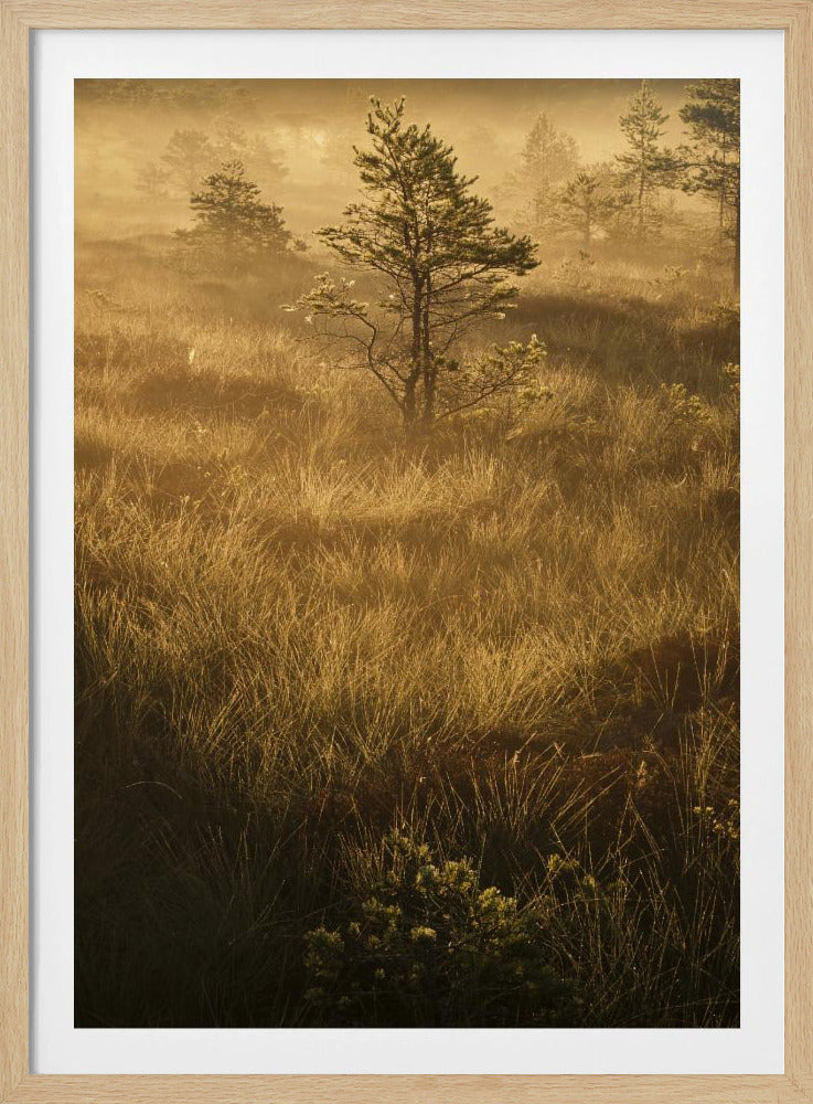 20220809  Dsf8033 | Poster