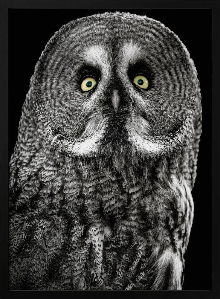Owl | Poster