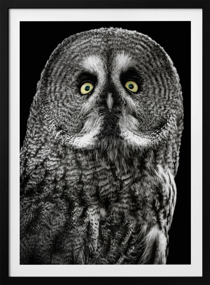 Owl | Poster