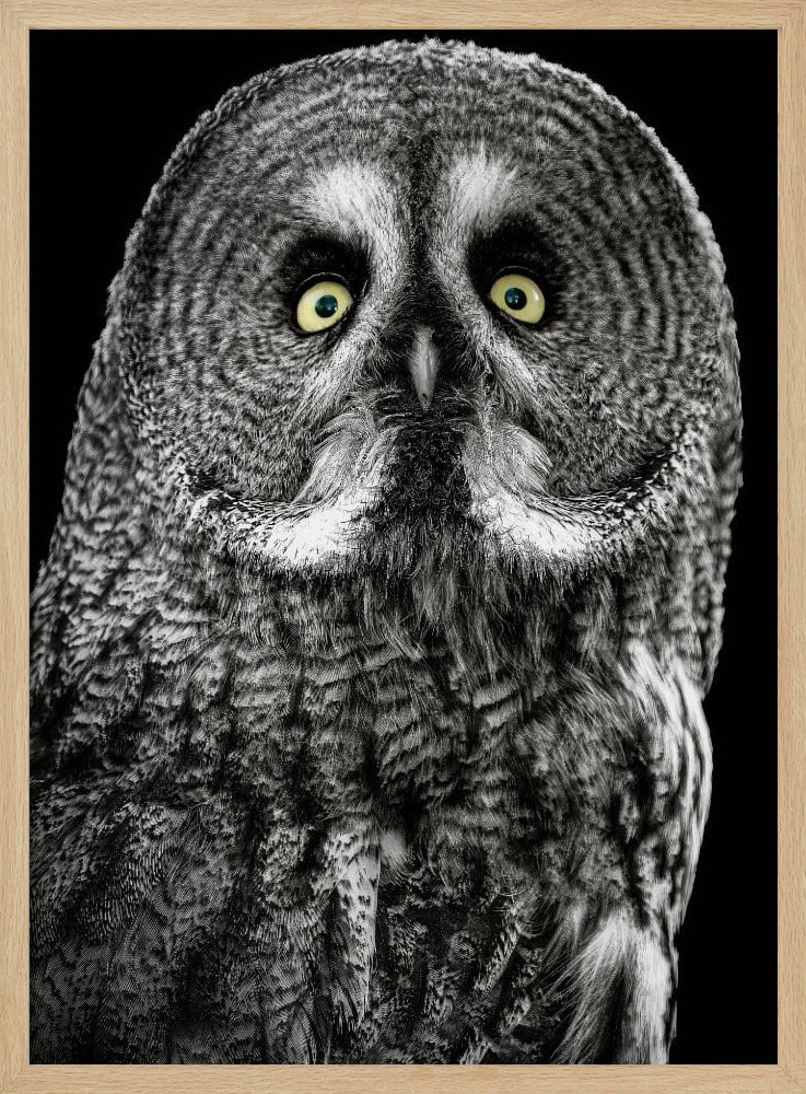 Owl | Poster