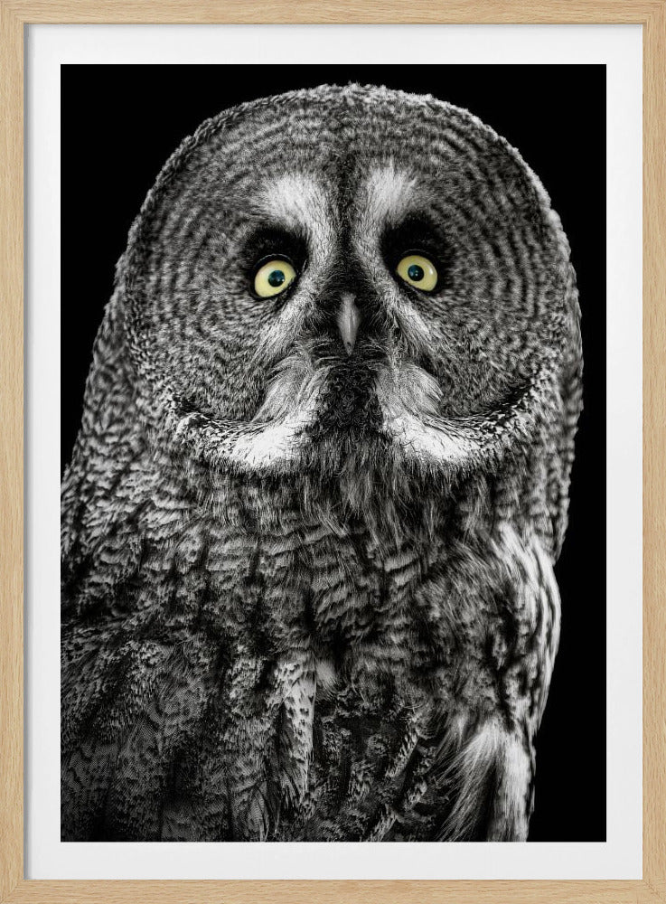 Owl | Poster