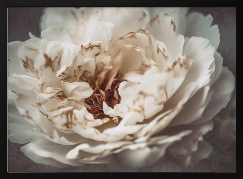 Petals of Serenity | Poster