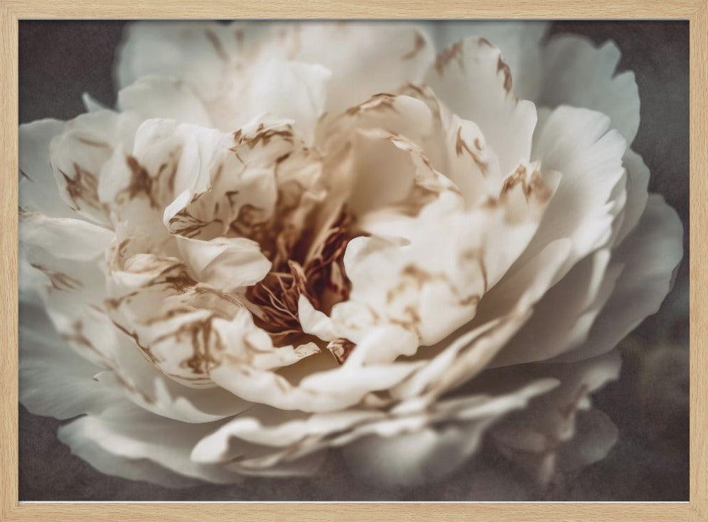 Petals of Serenity | Poster