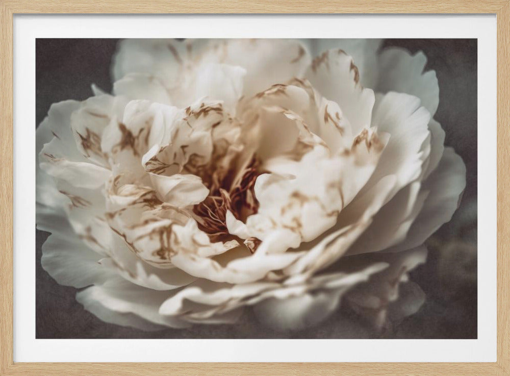 Petals of Serenity | Poster