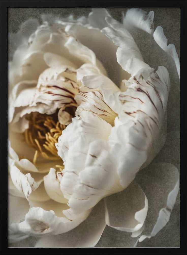 Petals of Serenity | Poster