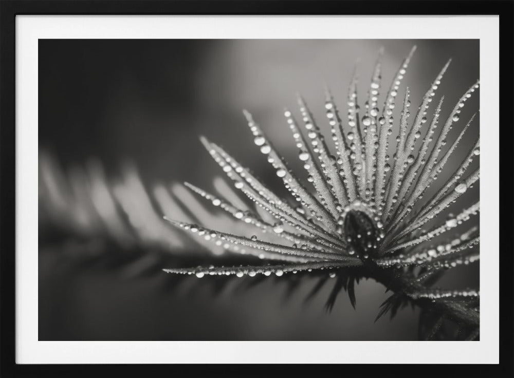 Dewy Elegance | Poster