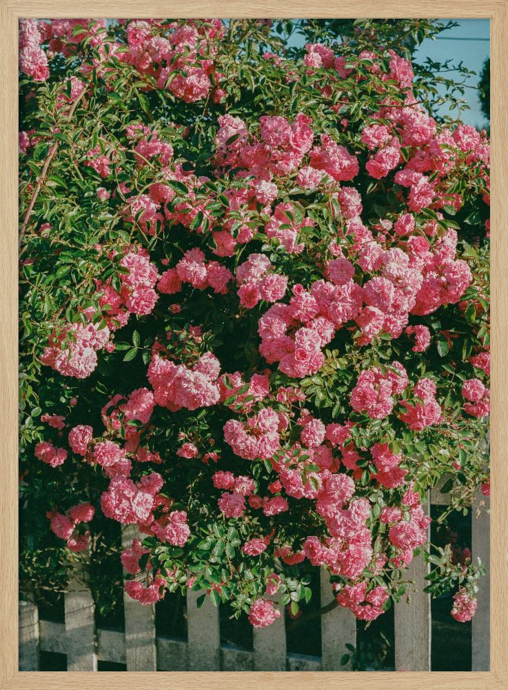 Cannon Beach Blooms | Poster