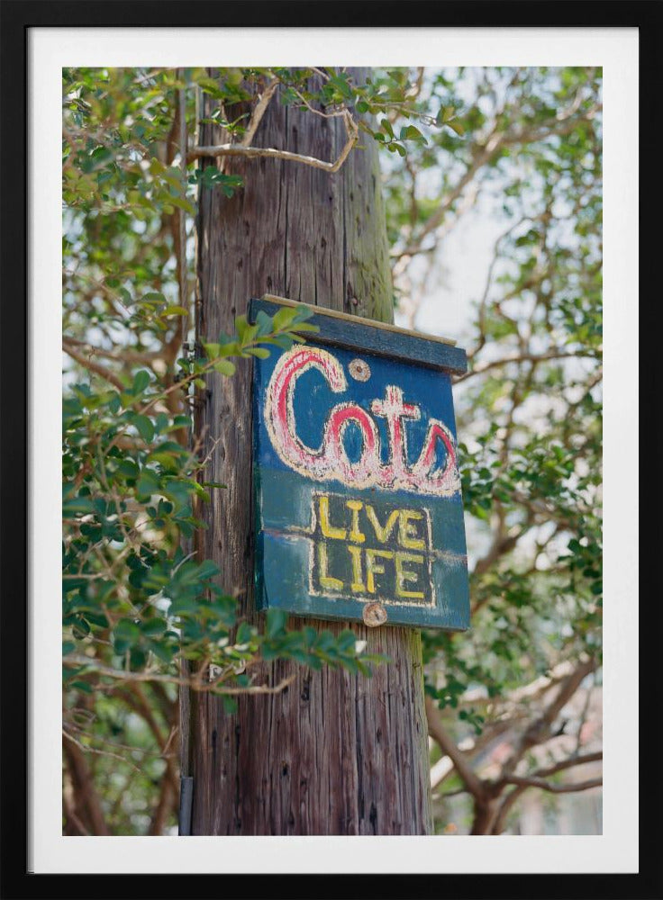 New Orleans Cats | Poster