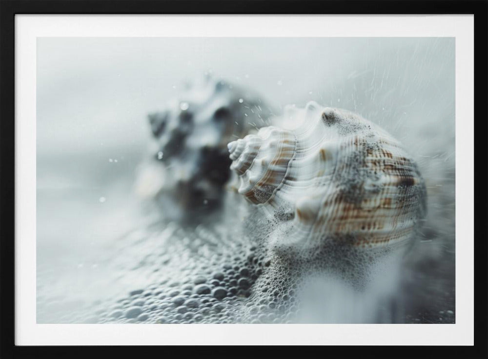 Shells in Ocean Mist | Poster