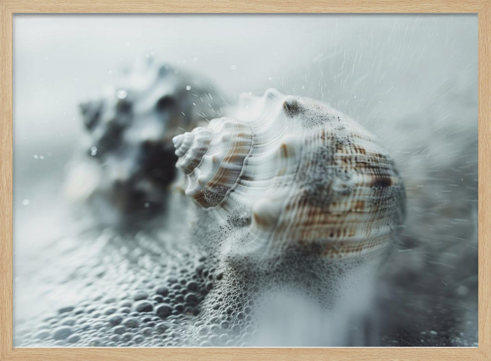 Shells in Ocean Mist | Poster