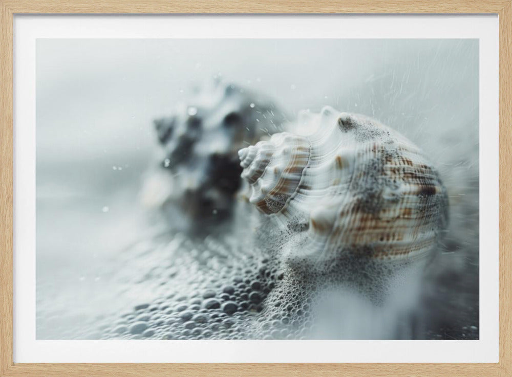 Shells in Ocean Mist | Poster