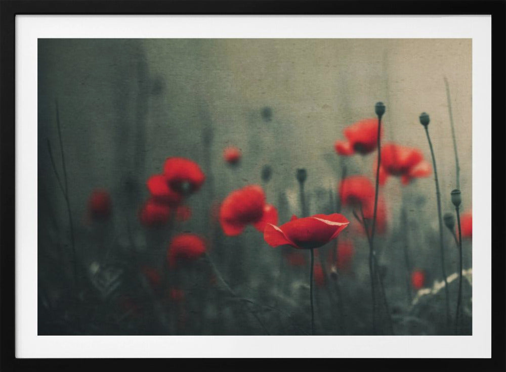 Poppies in the Mist | Poster