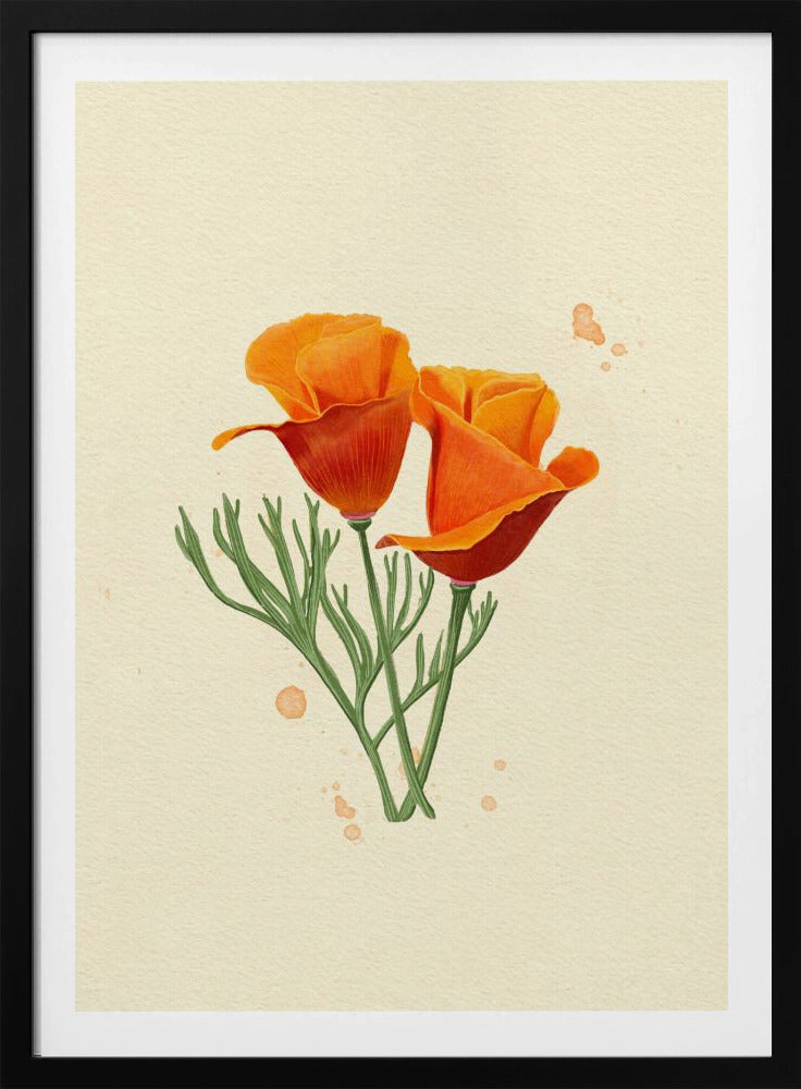 California Poppy | Poster