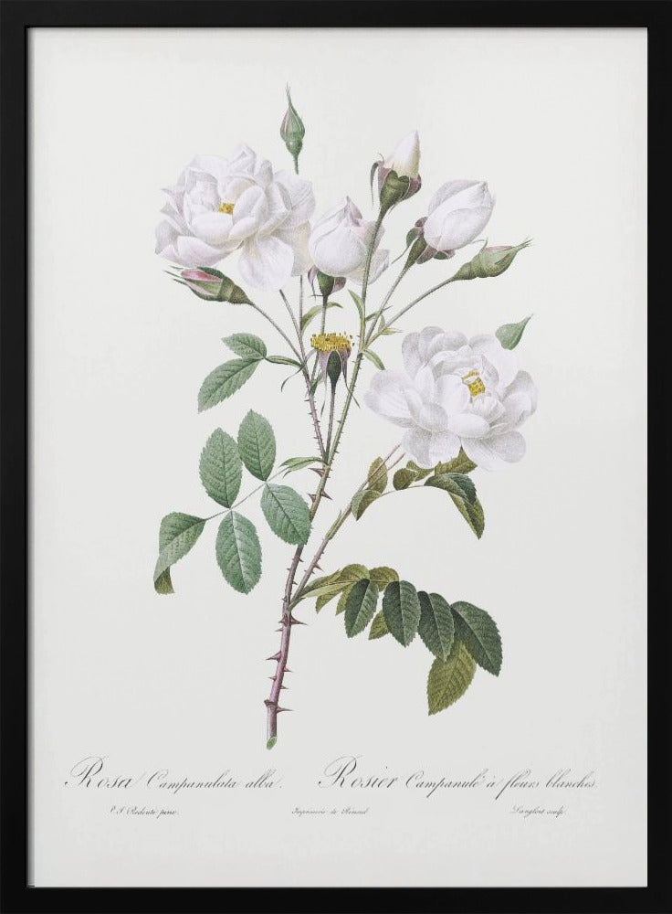 Rosa Gallica Pontiana, Les Roses (1817–1824) | Poster