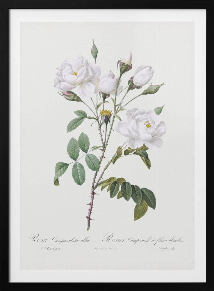 Rosa Gallica Pontiana, Les Roses (1817–1824) | Poster