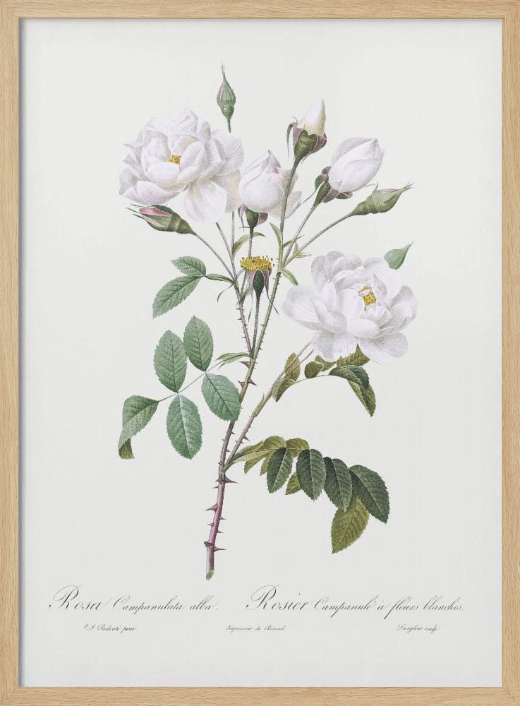 Rosa Gallica Pontiana, Les Roses (1817–1824) | Poster