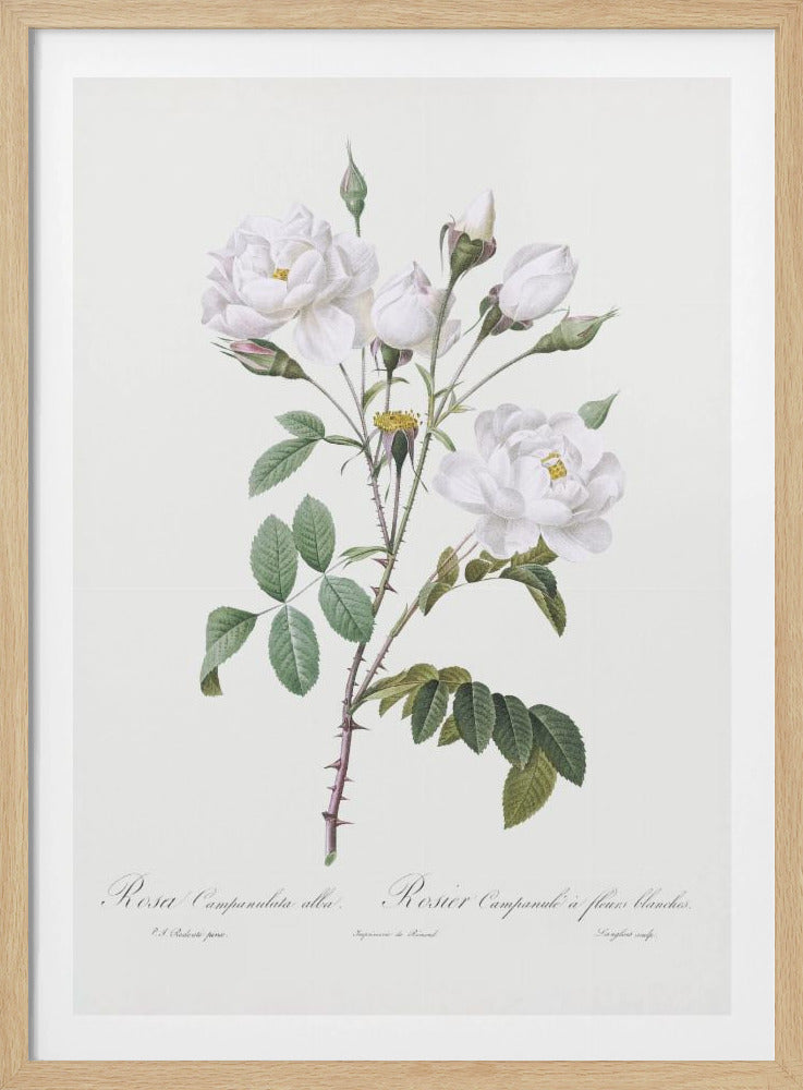 Rosa Gallica Pontiana, Les Roses (1817–1824) | Poster