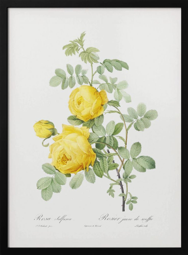 Rosa Hemisphaerica, Les Roses (1817–1824) | Poster