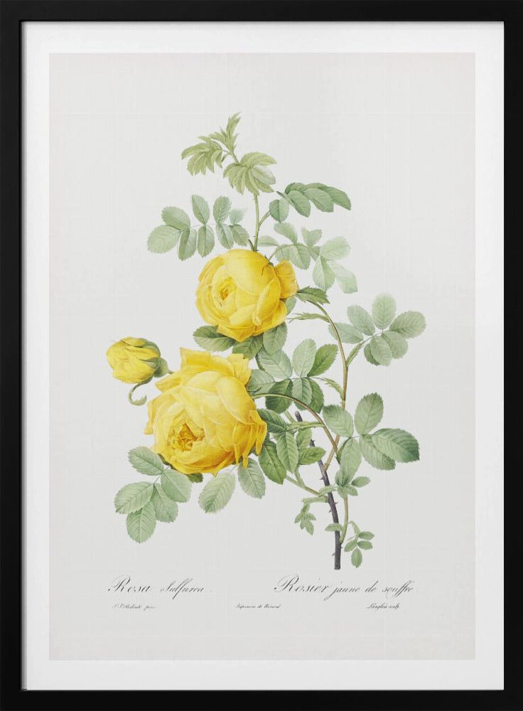 Rosa Hemisphaerica, Les Roses (1817–1824) | Poster