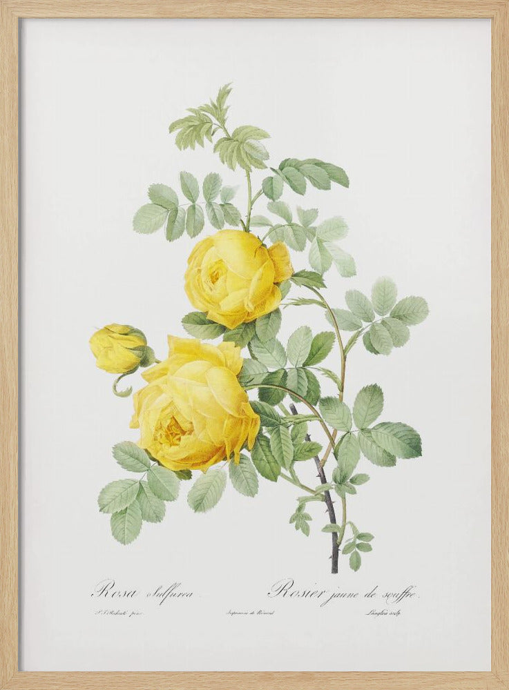 Rosa Hemisphaerica, Les Roses (1817–1824) | Poster