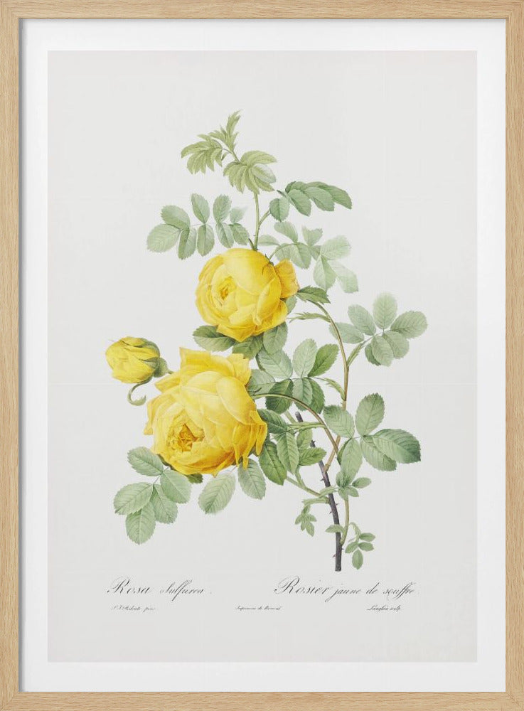 Rosa Hemisphaerica, Les Roses (1817–1824) | Poster