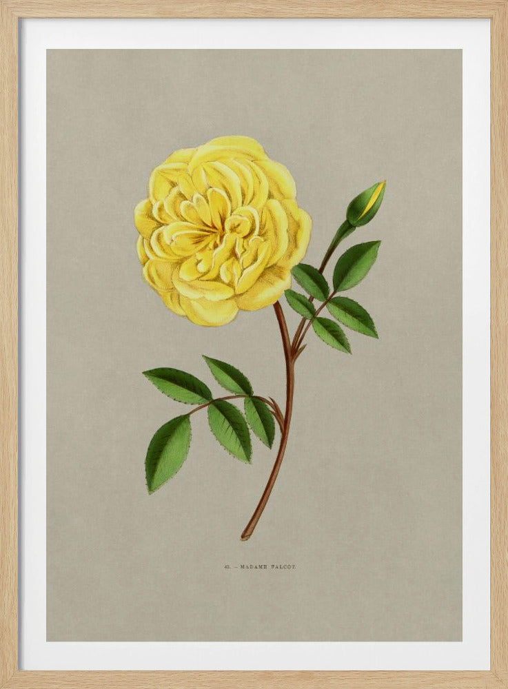 Rose Madame Falcot | Poster