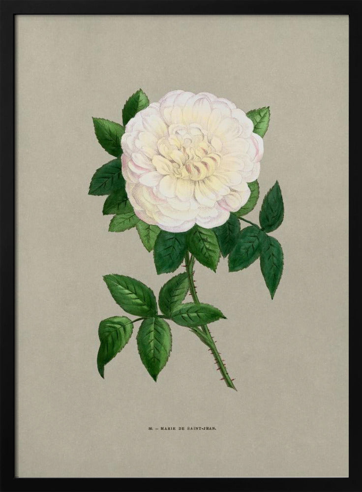 Rose Marie De Saint Jean | Poster