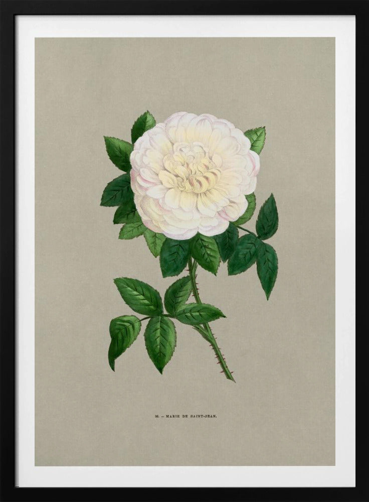 Rose Marie De Saint Jean | Poster