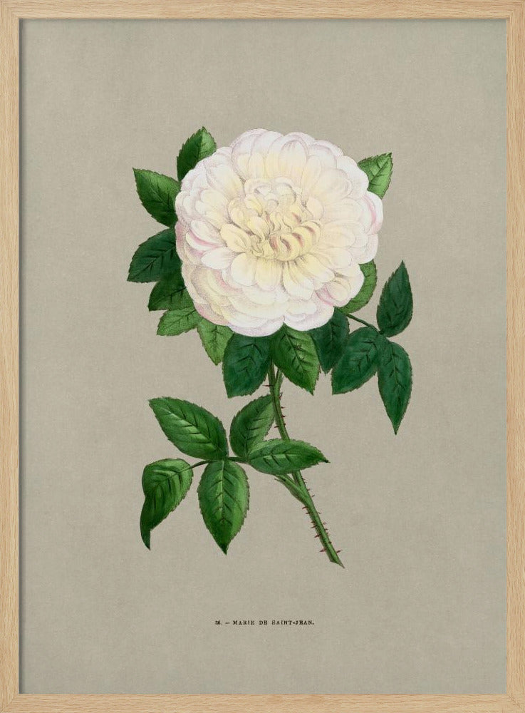 Rose Marie De Saint Jean | Poster