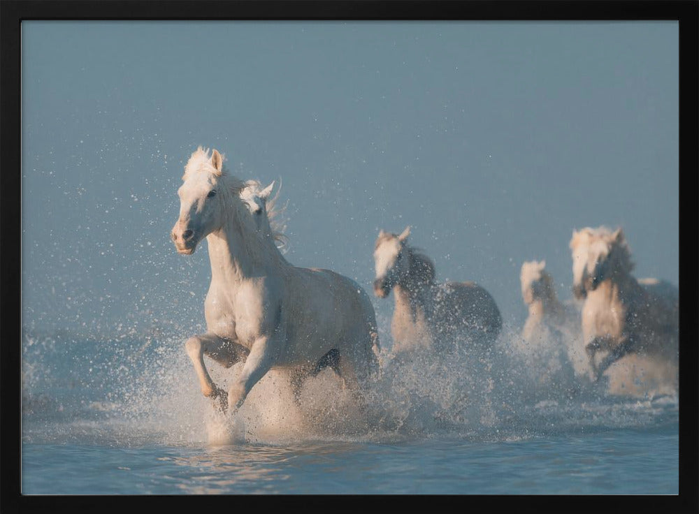Angels of Camargue | Poster