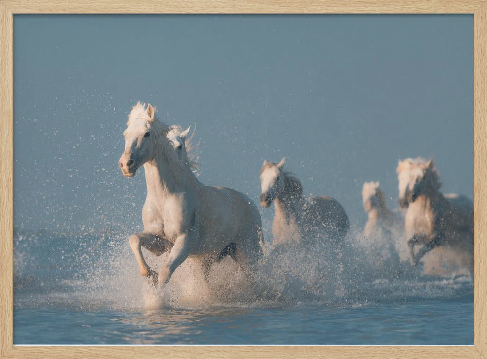 Angels of Camargue | Poster