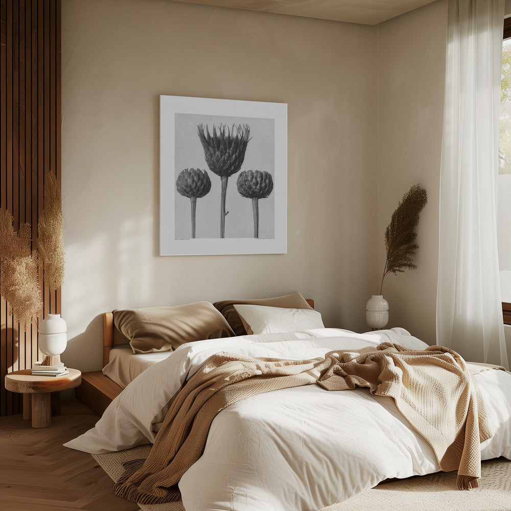Serratula Nudicaulis | Canvas