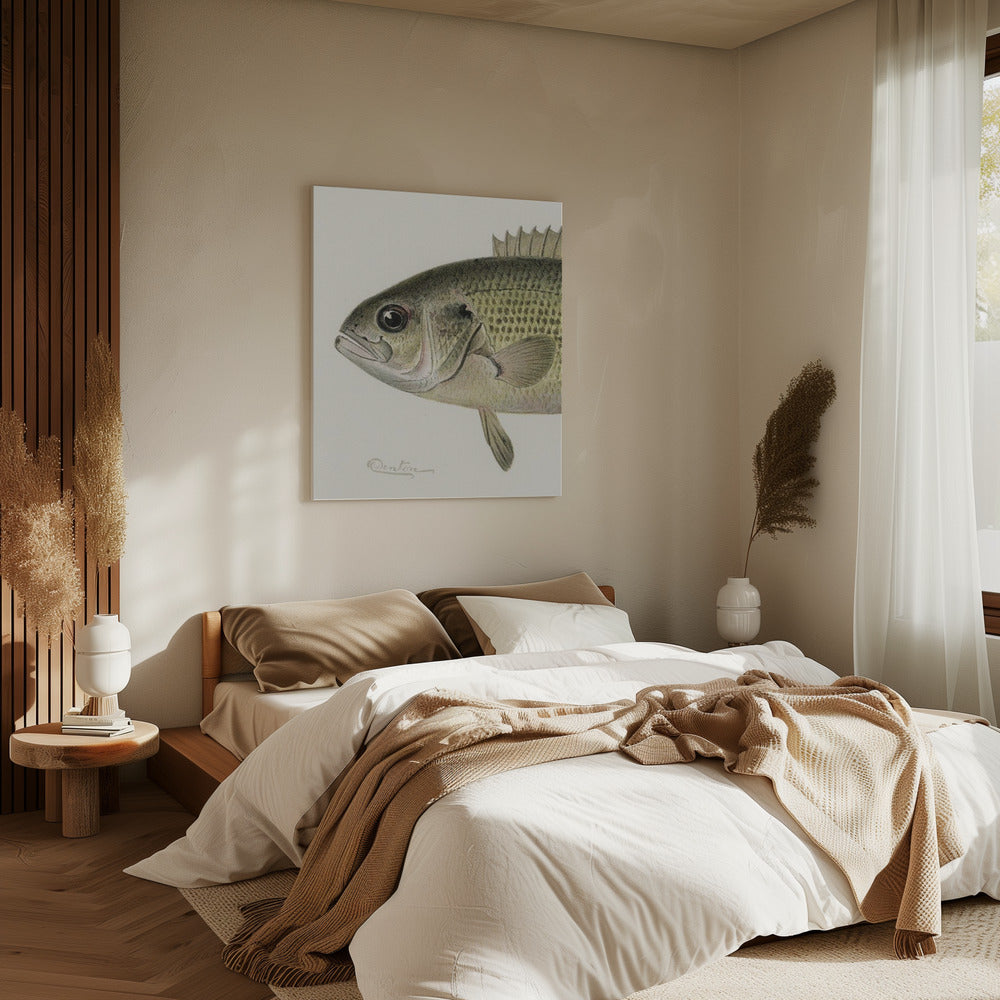 Rock Bass Crop | Canvas