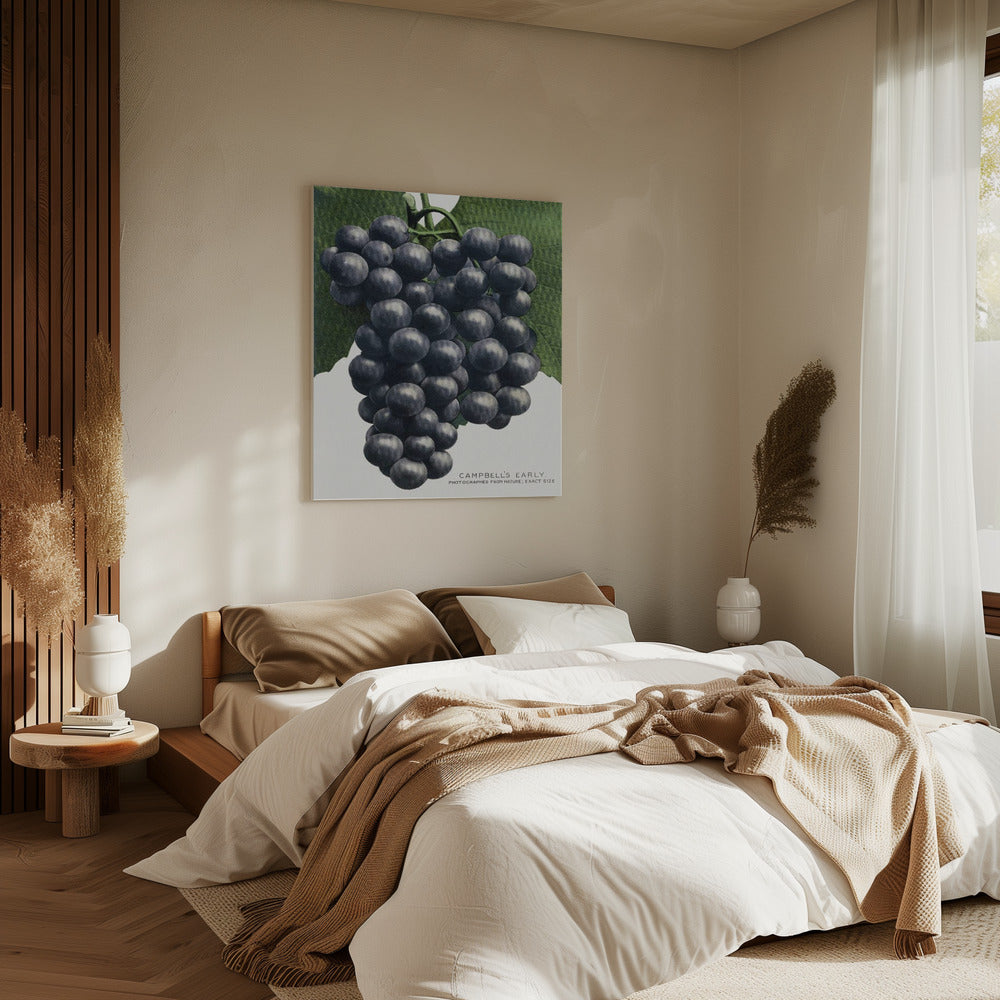 Campbell's Early Grape Lithograph | Canvas