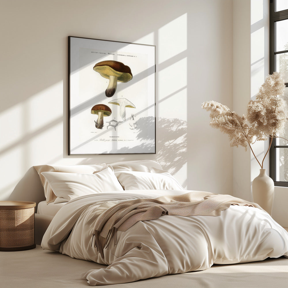 Mushroom (boletus Circinans) | Poster